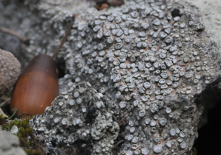 Ochrolechia parella.